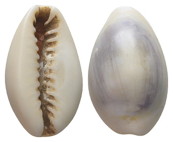 Гвинея, Территория Индийского Океана каури до 1882 деньги домонетного периода 11-117-11