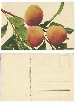 ГЕРМАНИЯ ТРИ ПЕРСИКА - до 1917 153-18-21